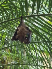 Cynopterus brachyotis