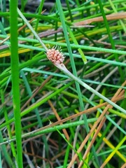 Chorizandra cymbaria