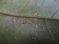 Paradictyna rufoflava