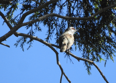 Chrysococcyx minutillus