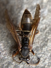 Polistes fuscatus
