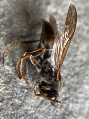 Polistes fuscatus