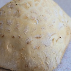 Hemipholiota populnea