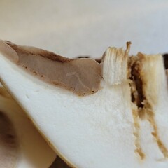 Hemipholiota populnea