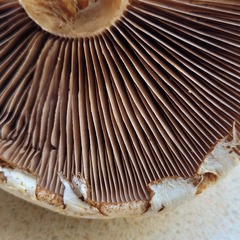 Hemipholiota populnea