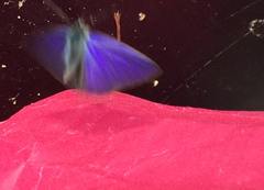 Anthene emolus goberus