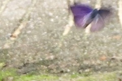 Anthene emolus goberus