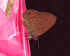 Anthene emolus goberus