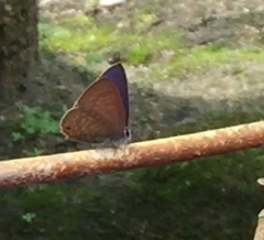 Anthene emolus goberus