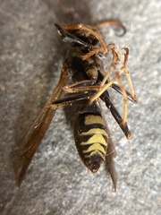 Polistes fuscatus