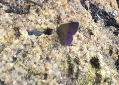 Anthene emolus goberus