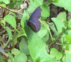 Anthene emolus goberus