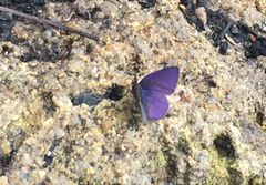 Anthene emolus goberus