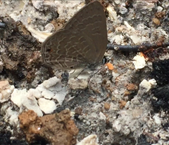 Anthene emolus goberus