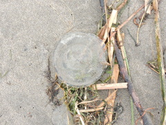Aequorea victoria