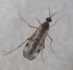 Sylvicola fenestralis