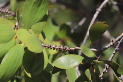 Melaleuca viridiflora
