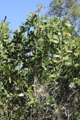 Melaleuca viridiflora