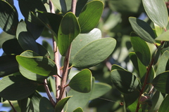 Melaleuca viridiflora