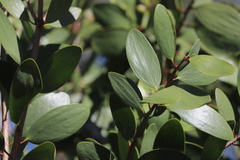 Melaleuca viridiflora