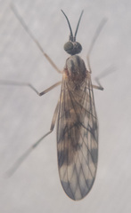 Sylvicola fenestralis