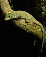 Anolis macrinii