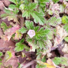 Fuertesimalva limensis