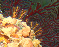 Melithaea ochracea