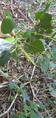 Homalanthus populifolius
