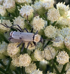 Chauliognathus misellus