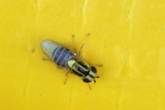 Thaumatomyia glabra