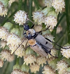 Chauliognathus misellus