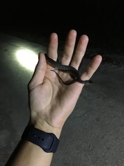 Nerodia fasciata pictiventris