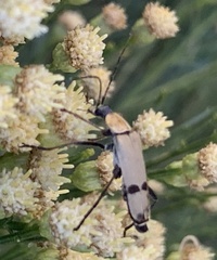 Chauliognathus misellus