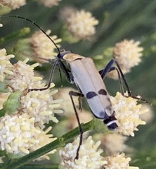 Chauliognathus misellus