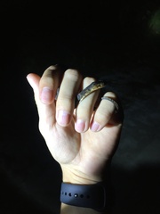 Nerodia fasciata pictiventris