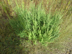 Ambrosia psilostachya