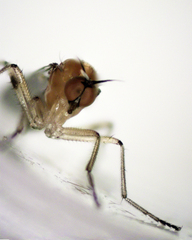 Ocydromiinae