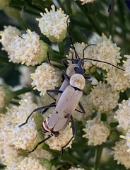 Chauliognathus misellus
