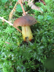 Xerocomellus pruinatus