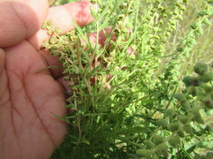 Ambrosia psilostachya