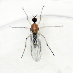 Ocydromiinae