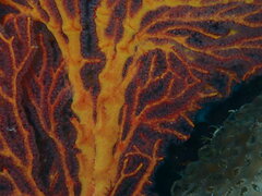 Melithaea ochracea