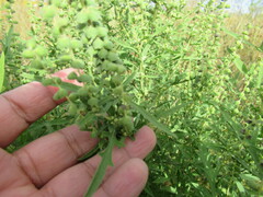 Ambrosia psilostachya