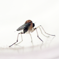 Ocydromiinae