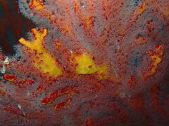 Melithaea ochracea