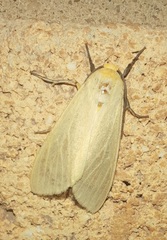 Pareuchaetes insulata