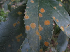 Cephaleuros lagerheimii