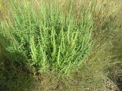 Ambrosia psilostachya