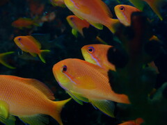 Pseudanthias squamipinnis